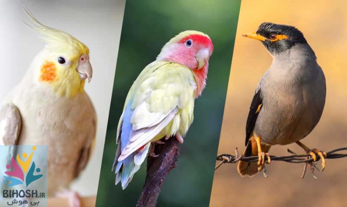 پرورش پرنده‌های زینتی یا حیوانات خانگی