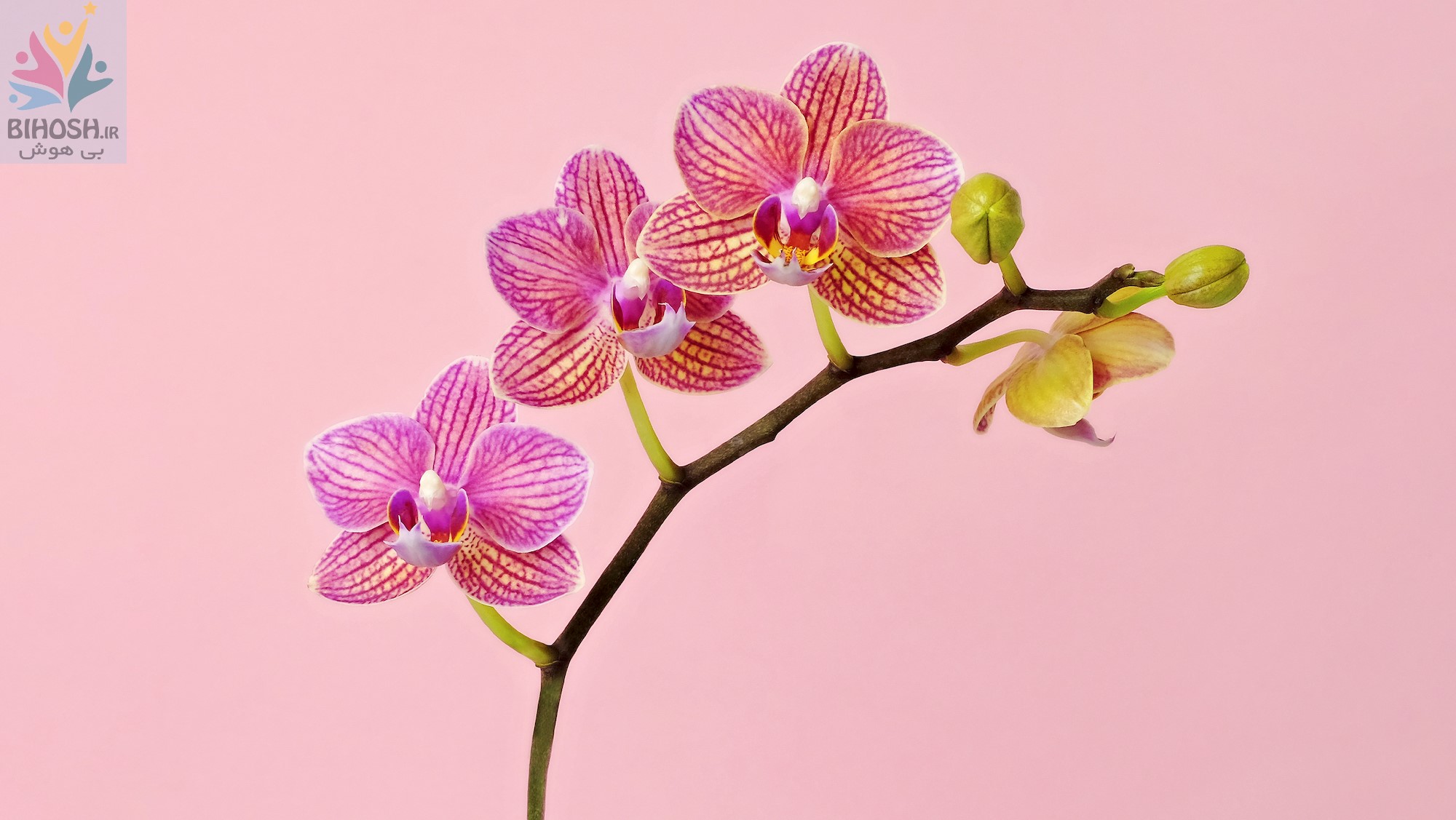 ارکیده (Orchid)