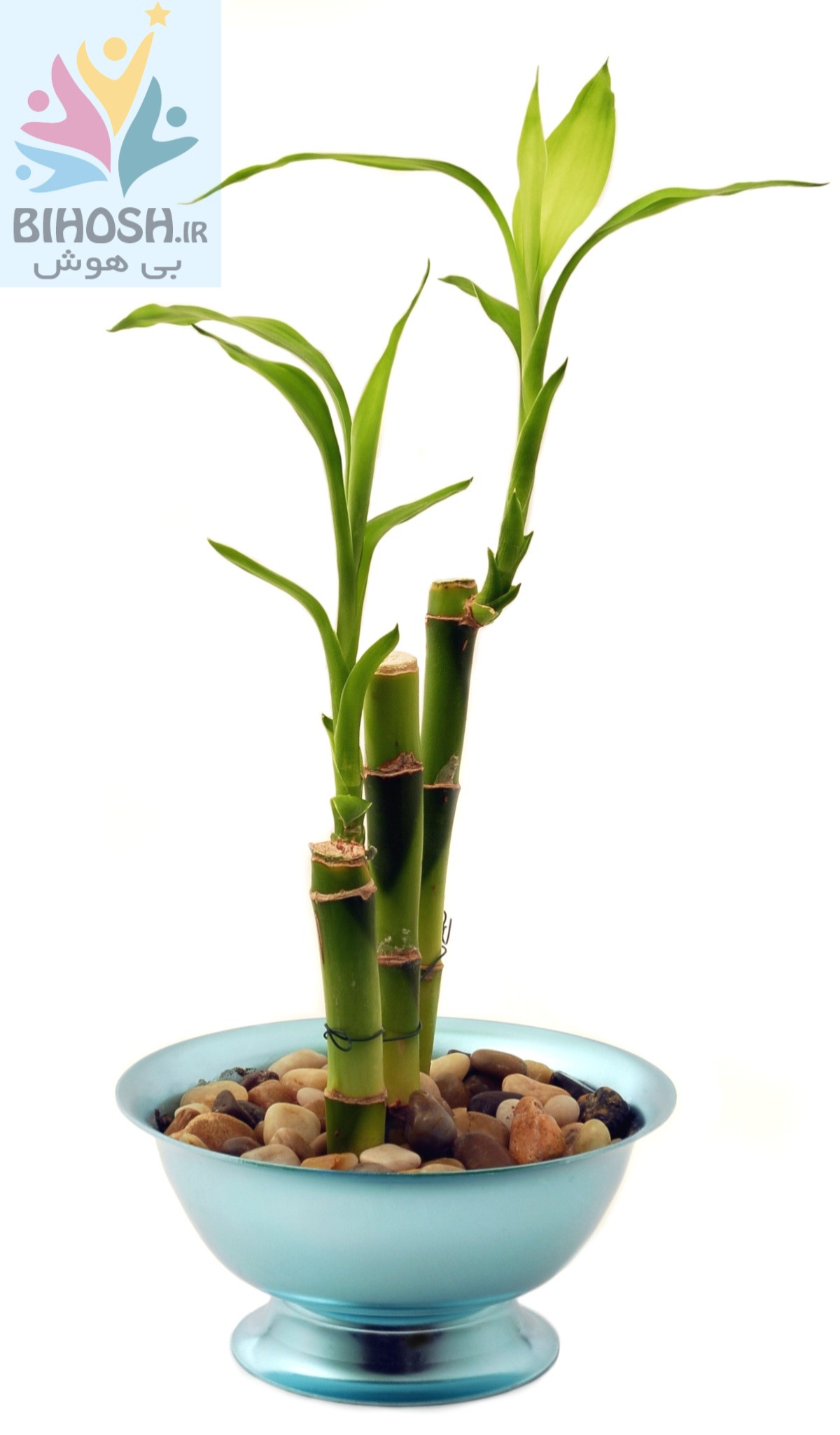 بامبو لوتوس (Lucky Bamboo)