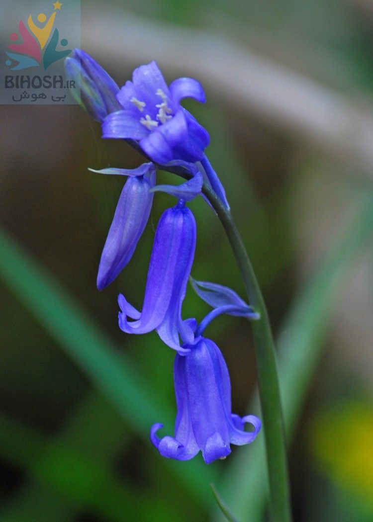 گل زنگوله آبی (Bluebell)