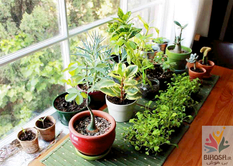 19 گیاه آپارتمانی سمی را بشناسید