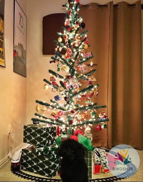 ایده‌های خلاقانه برای کریسمس  ایده‌های خلاقانه برای کریسمس
 ساخت درخت کریسمس به شکل کاج
 درخت کریسمس
 کریسمس ۲۰۲۳
 آغاز سال نو میلادی
 #christmastree
 #christmasmagic
 #pinkchristmas
 #christmascheer2023
